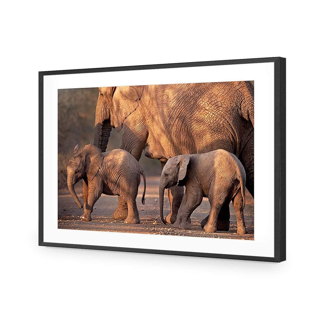 African Elephants Crossing Road - wallart-australia - Acrylic Glass With Border