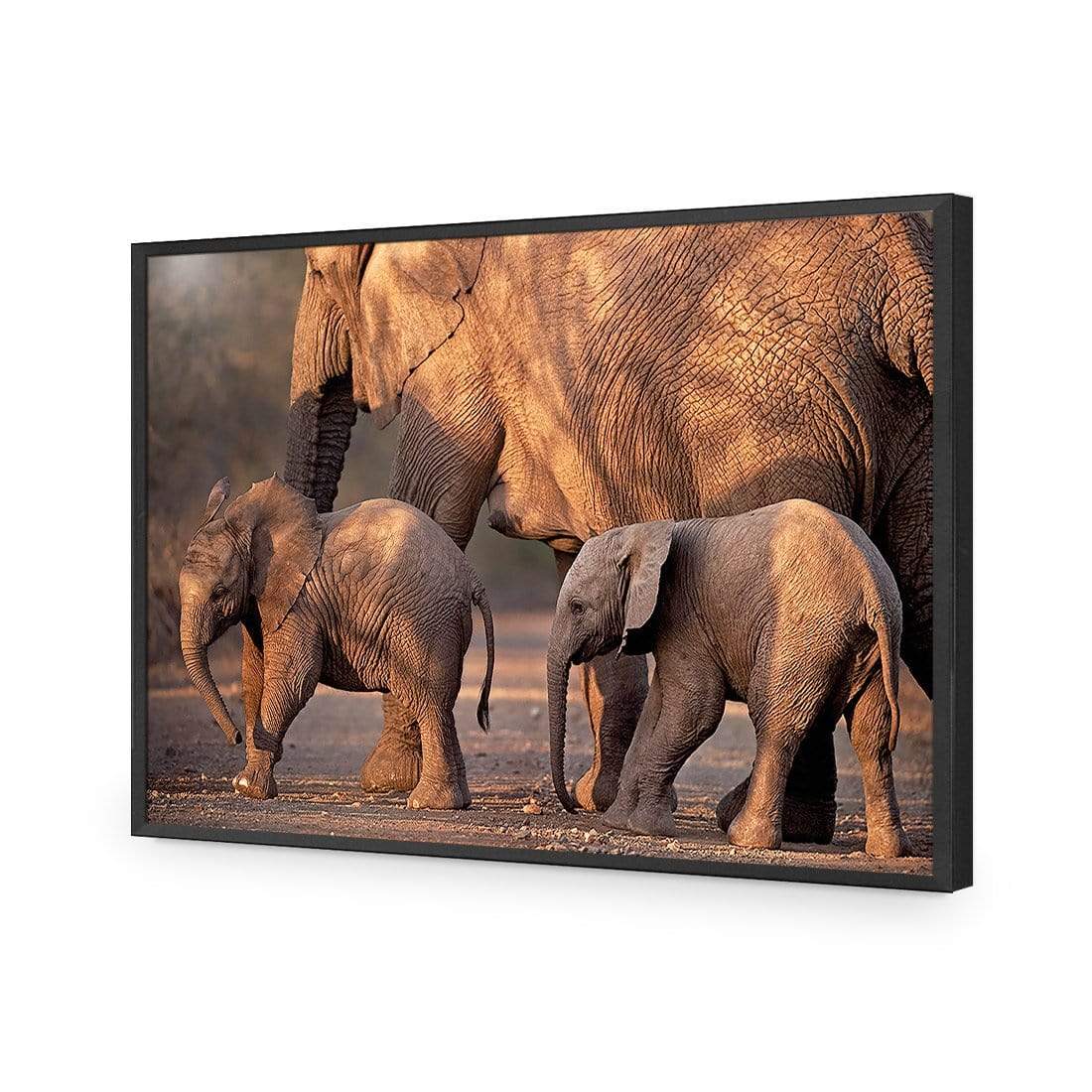 African Elephants Crossing Road - wallart-australia - Acrylic Glass No Border