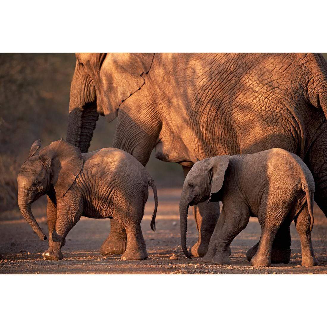 African Elephants Crossing Road - wallart-australia - Canvas
