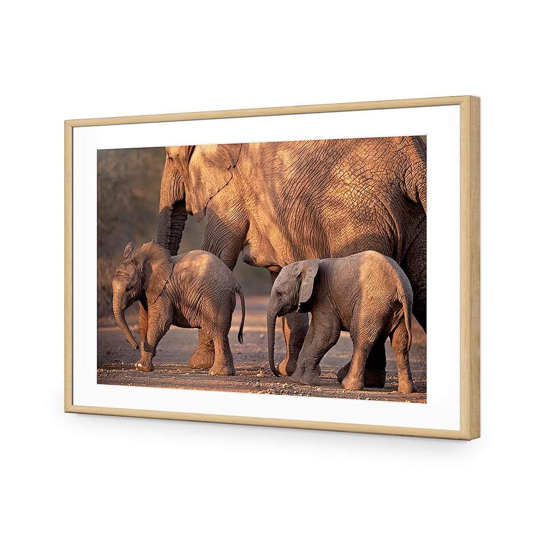 African Elephants Crossing Road - wallart-australia - Acrylic Glass With Border