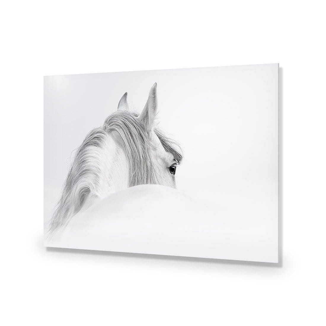 Andalusian Horse in the Mist - wallart-australia - Acrylic Glass No Border
