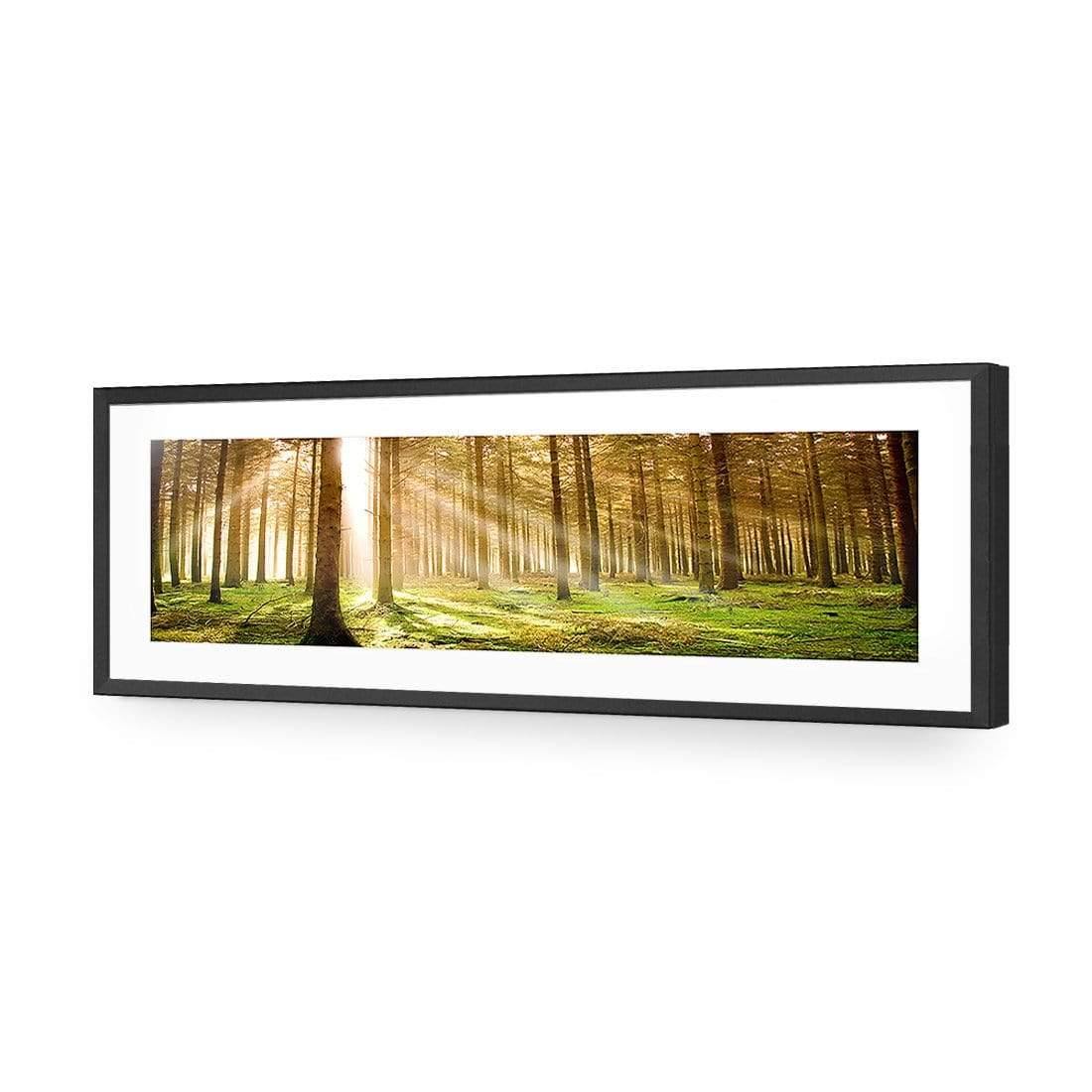 Autumn Pine Forest, Original (Long) - wallart-australia - Acrylic Glass With Border