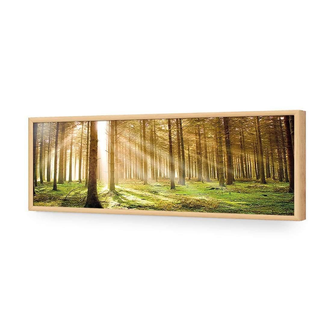 Autumn Pine Forest, Original (Long) - wallart-australia - Acrylic Glass No Border