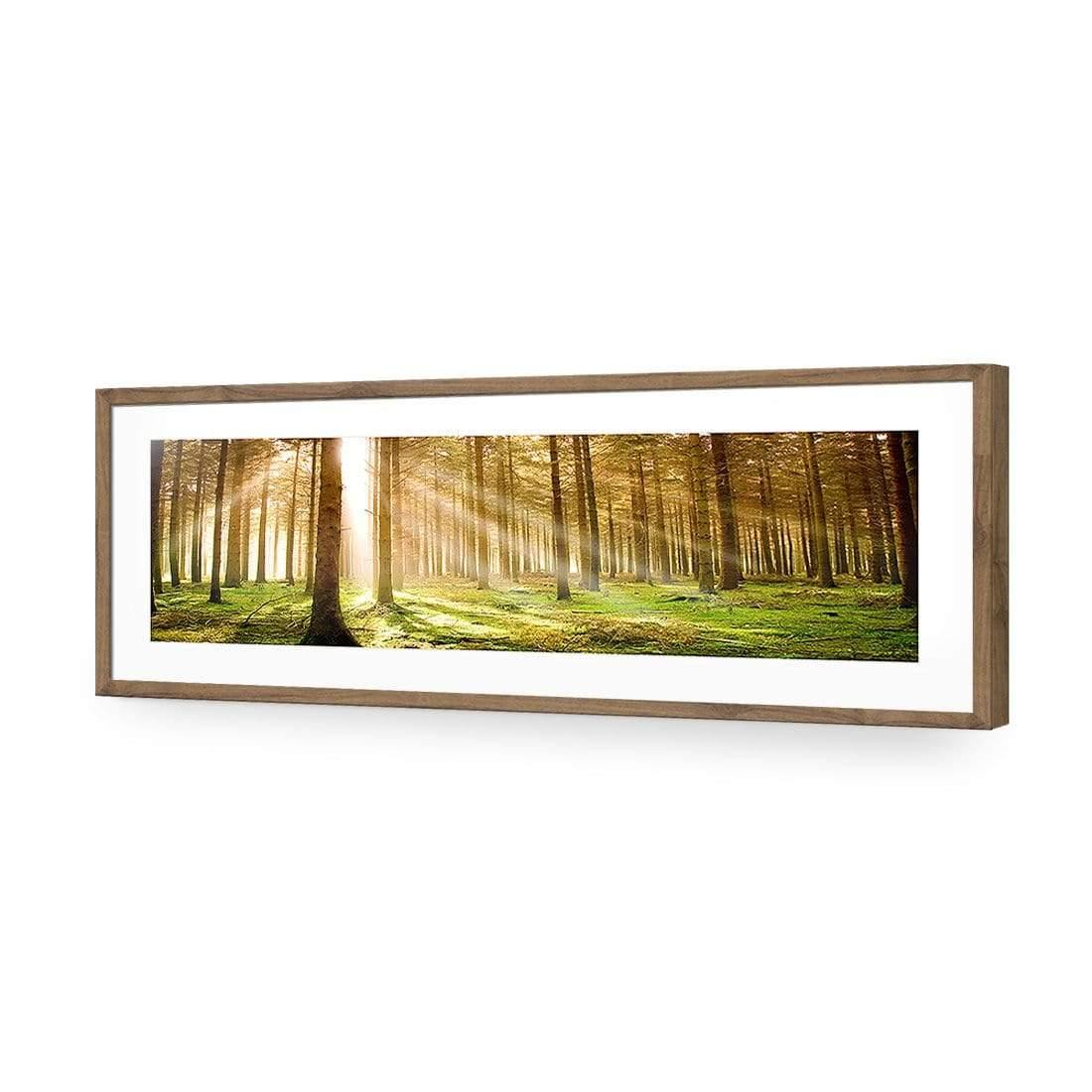Autumn Pine Forest, Original (Long) - wallart-australia - Acrylic Glass With Border