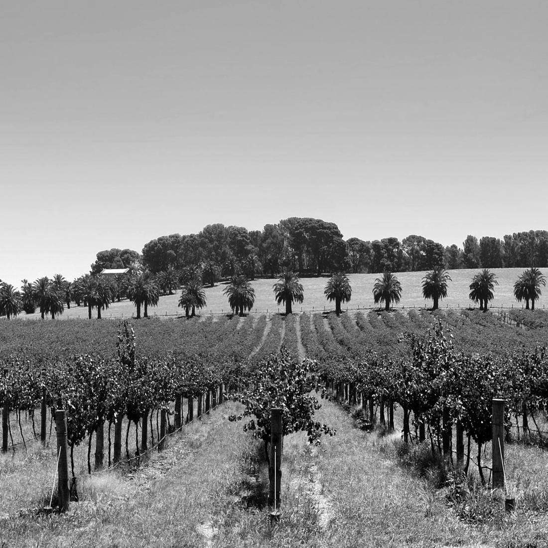 Barossa Vineyards, Black and White (Square) - wallart-australia - Canvas