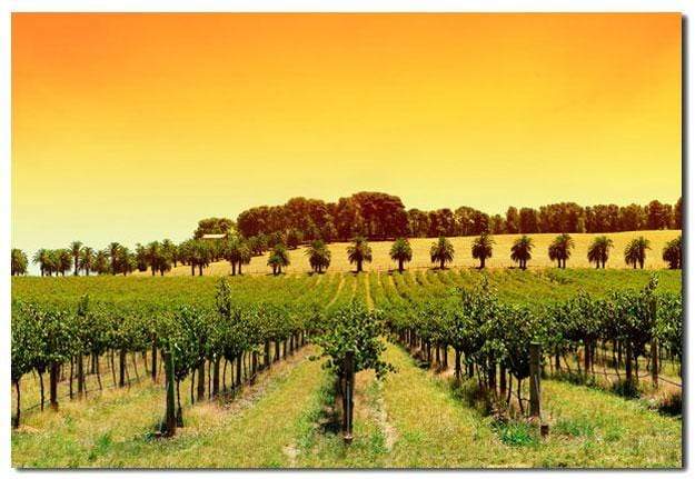 Barossa Vineyards, Original - wallart-australia - Canvas