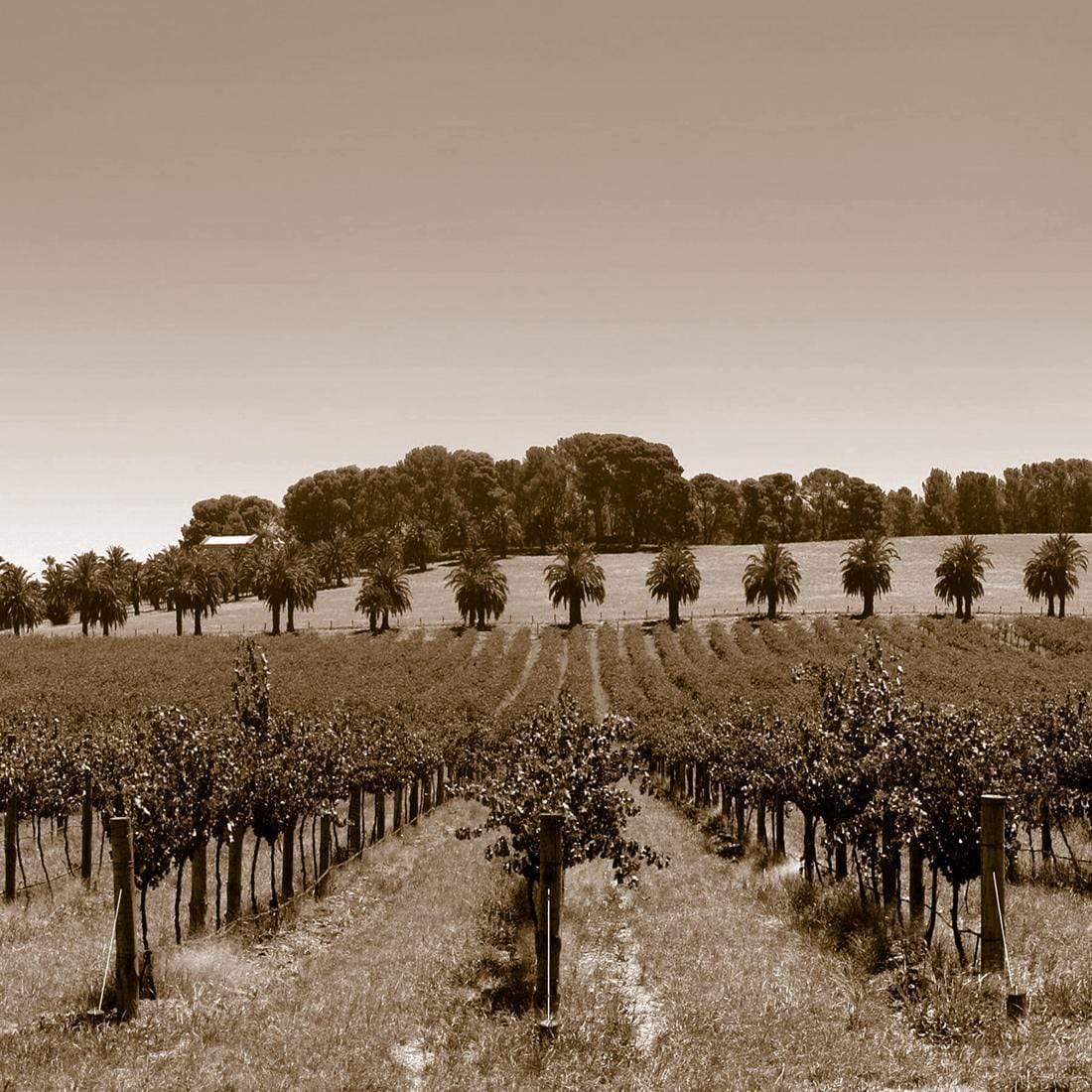 Barossa Vineyards, Sepia (Square) - wallart-australia - Canvas