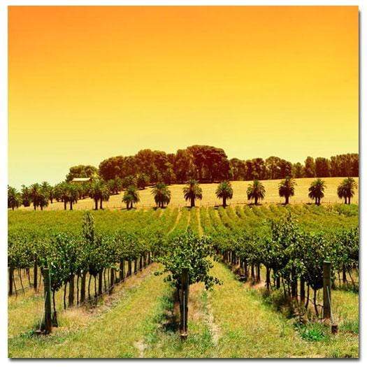 Barossa Vineyards (square) - wallart-australia - Canvas