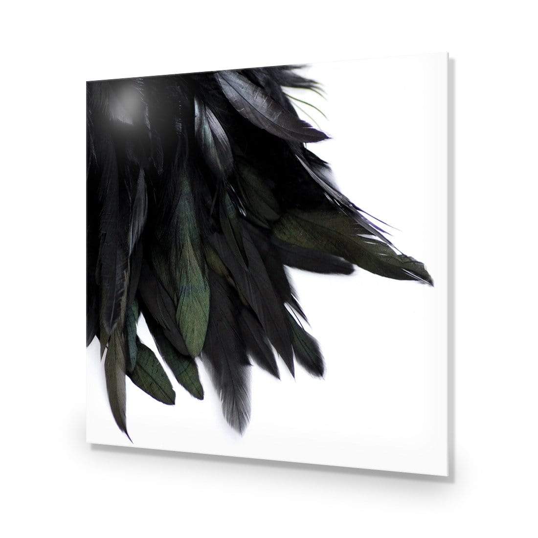 Black Feather Tail (Square) - wallart-australia - Acrylic Glass No Border