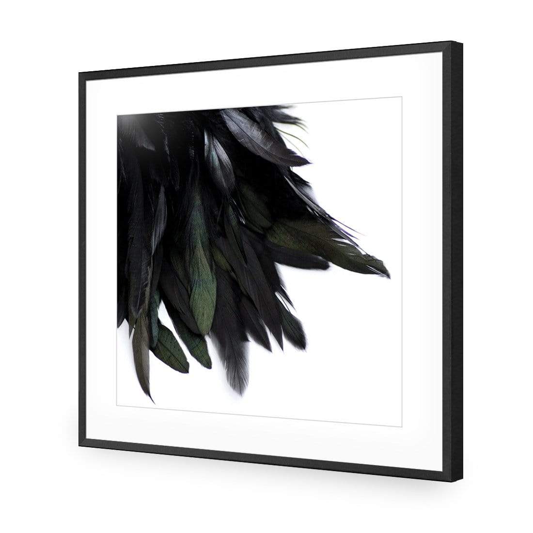 Black Feather Tail (Square) - wallart-australia - Acrylic Glass With Border