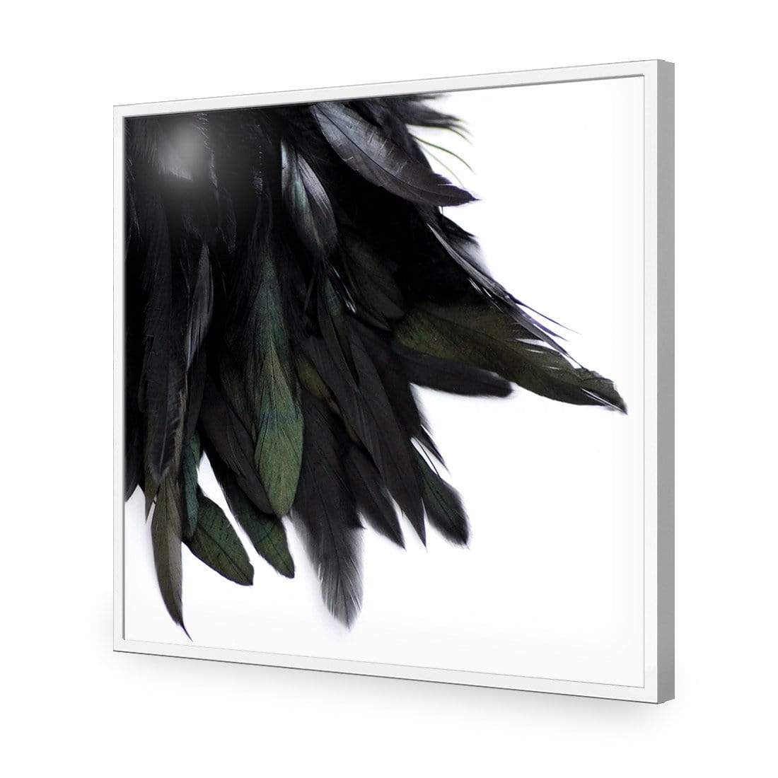 Black Feather Tail (Square) - wallart-australia - Acrylic Glass No Border