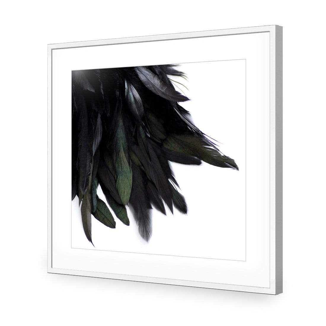 Black Feather Tail (Square) - wallart-australia - Acrylic Glass With Border