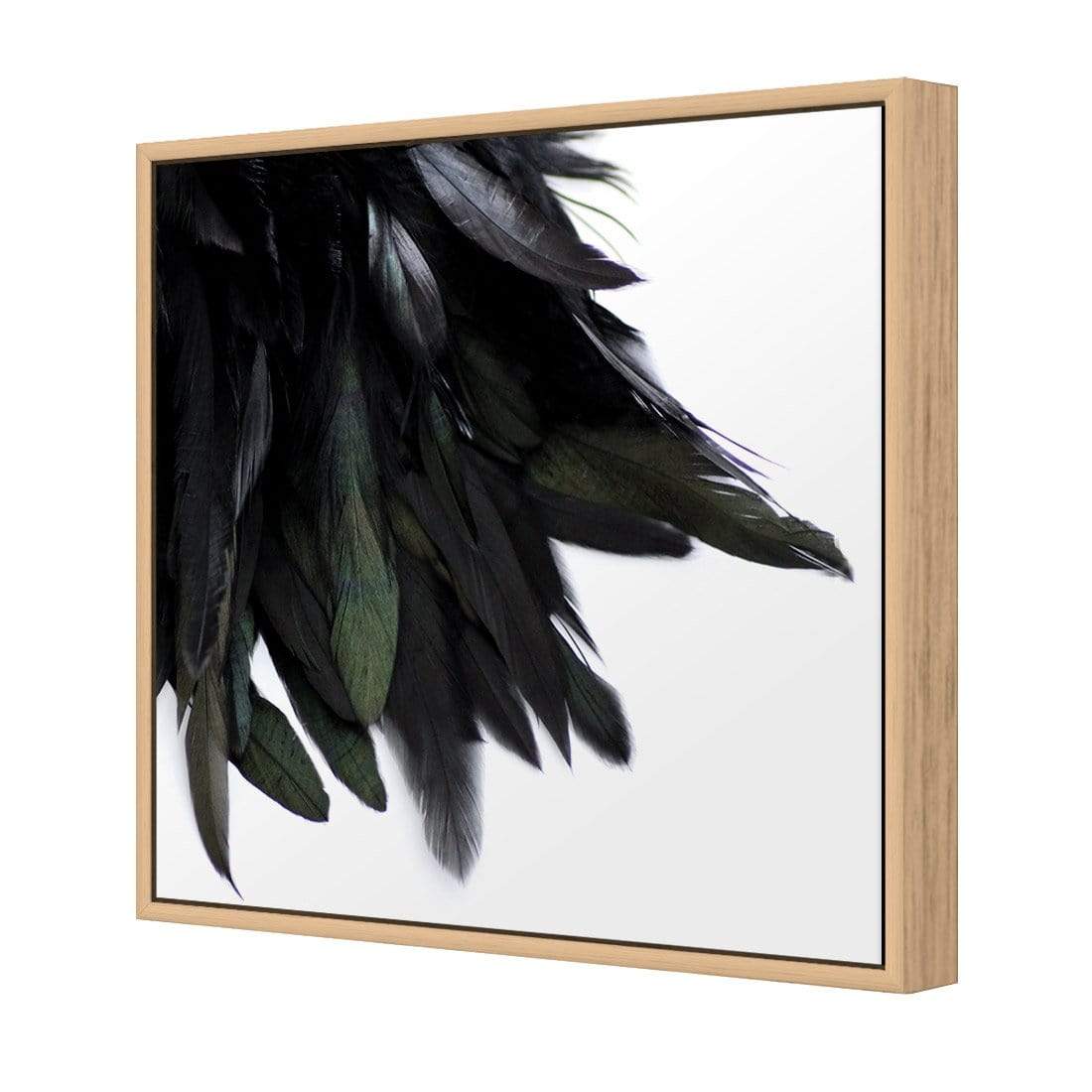 Black Feather Tail (Square) - wallart-australia - Canvas