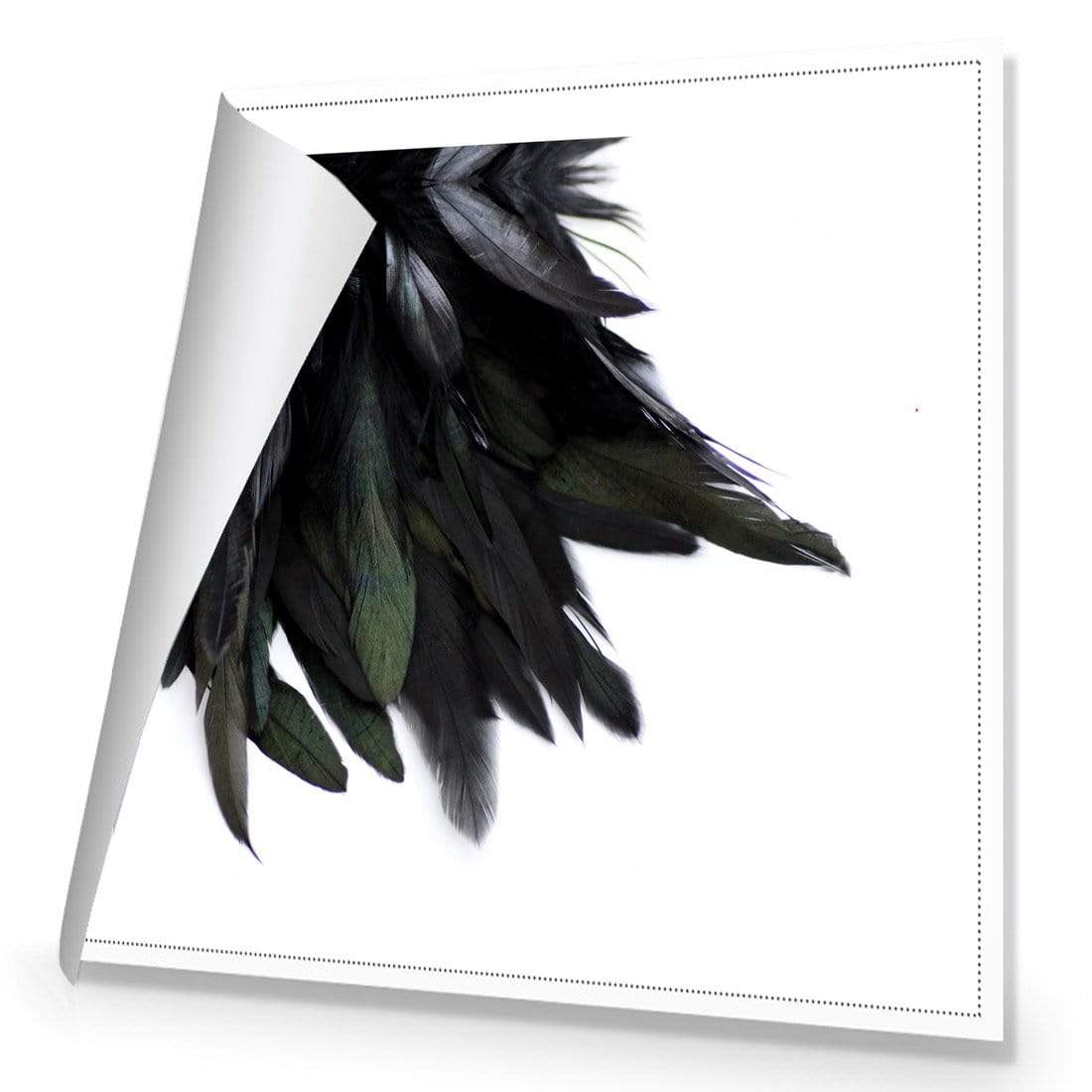 Black Feather Tail (Square) - wallart-australia - Canvas
