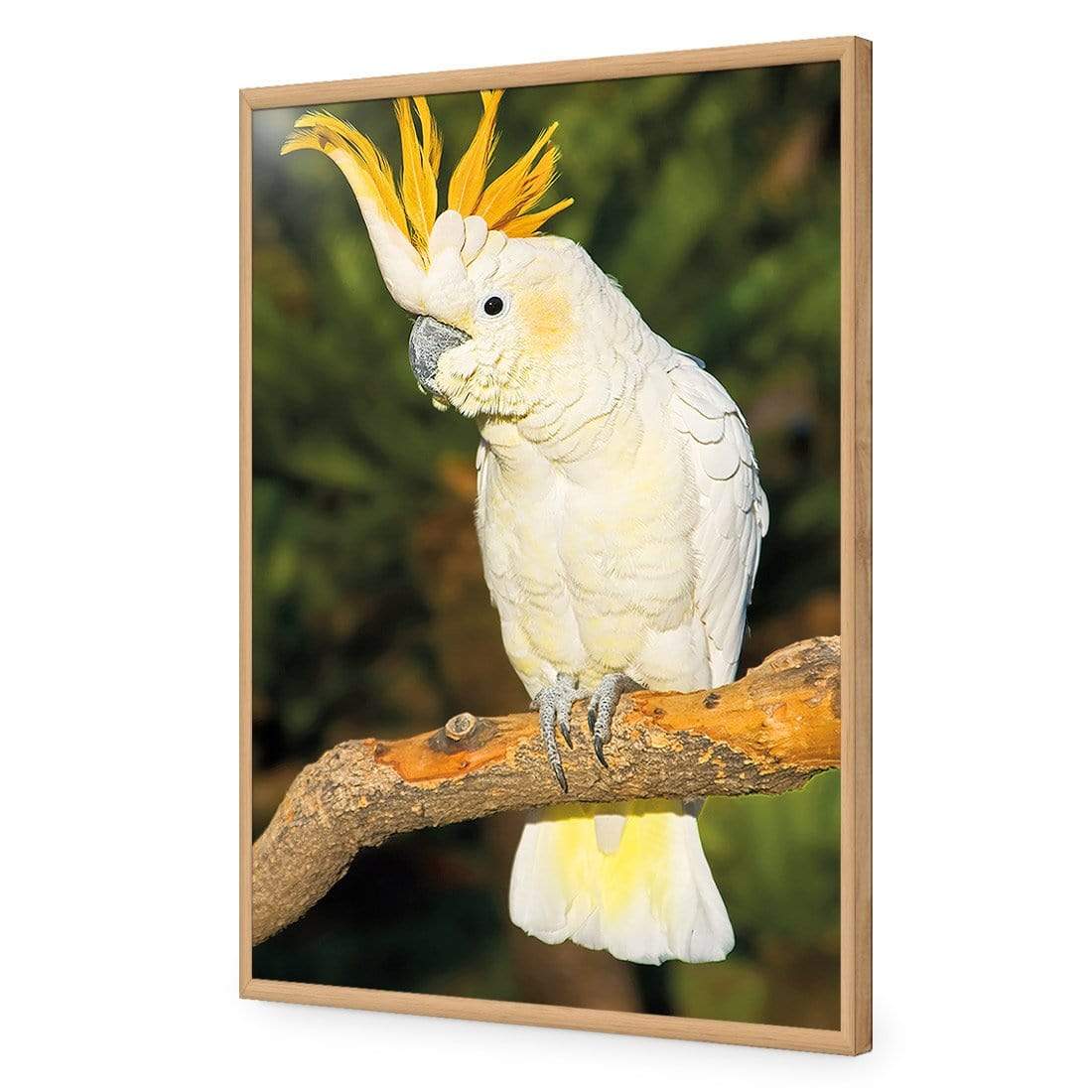 Cockatoo - wallart-australia - Acrylic Glass No Border