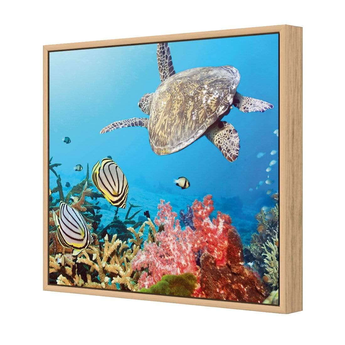 Coral Sea (square) - wallart-australia - Canvas