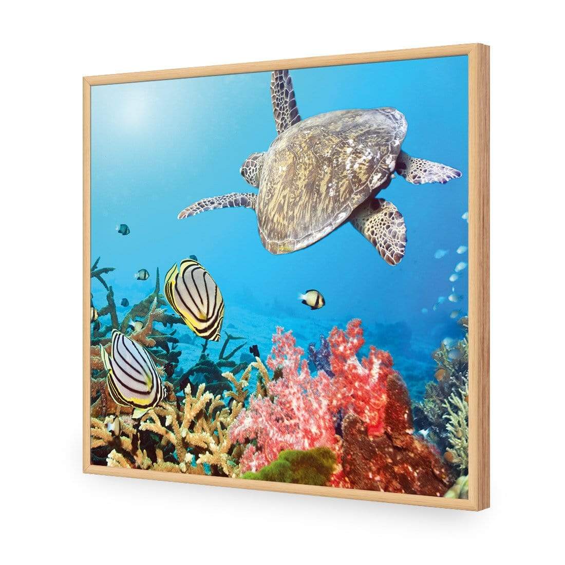 Coral Sea (square) - wallart-australia - Acrylic Glass No Border