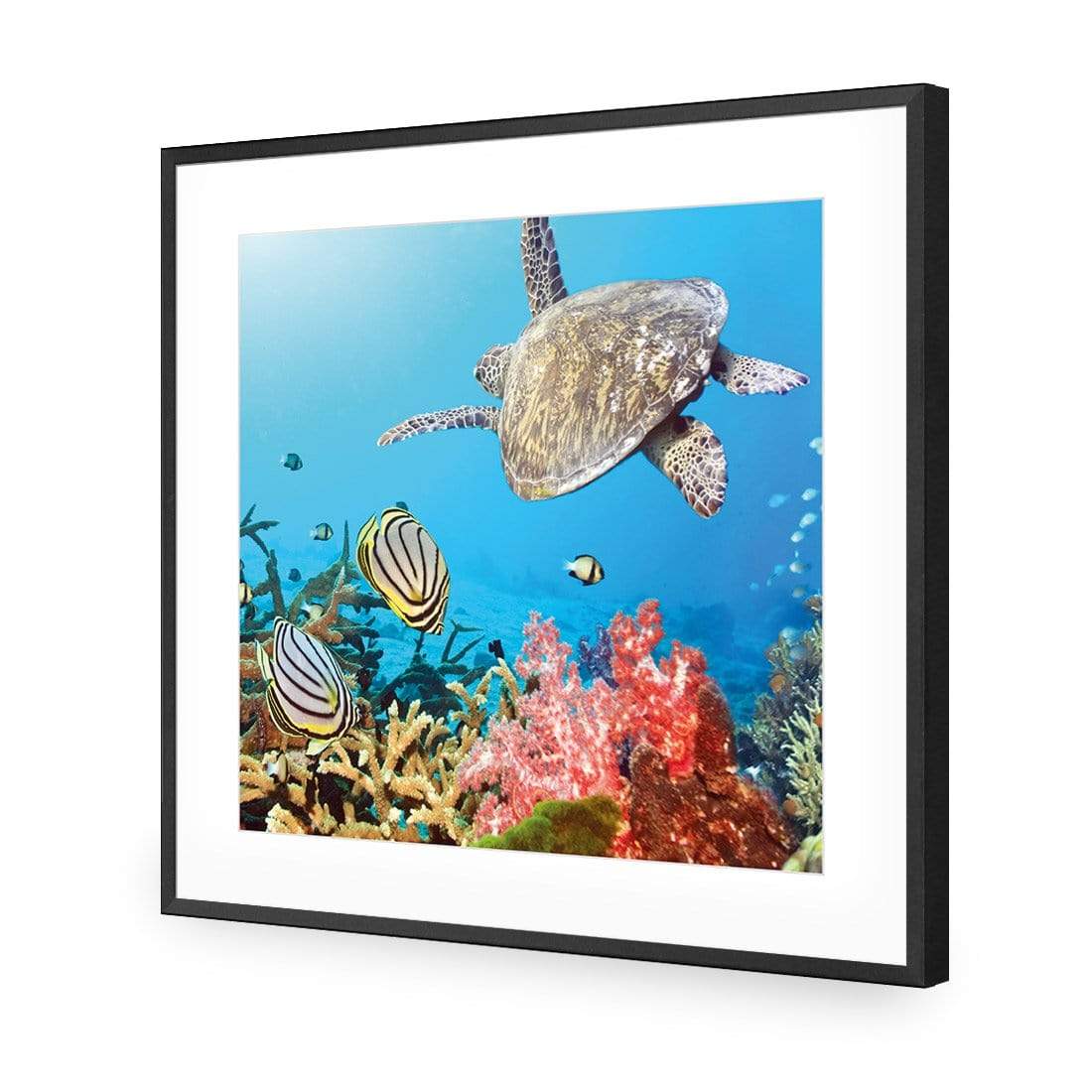 Coral Sea (square) - wallart-australia - Acrylic Glass With Border