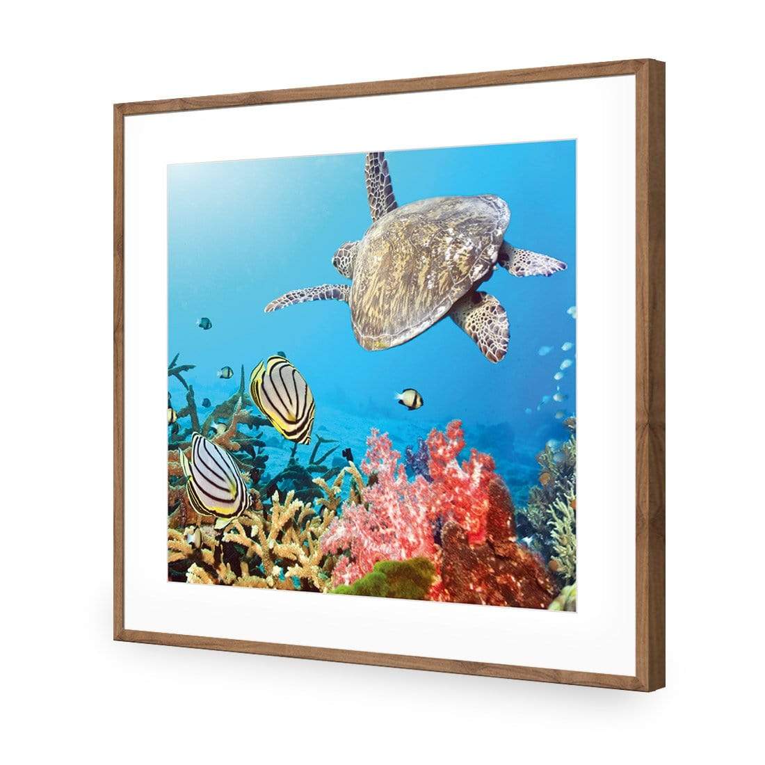 Coral Sea (square) - wallart-australia - Acrylic Glass With Border