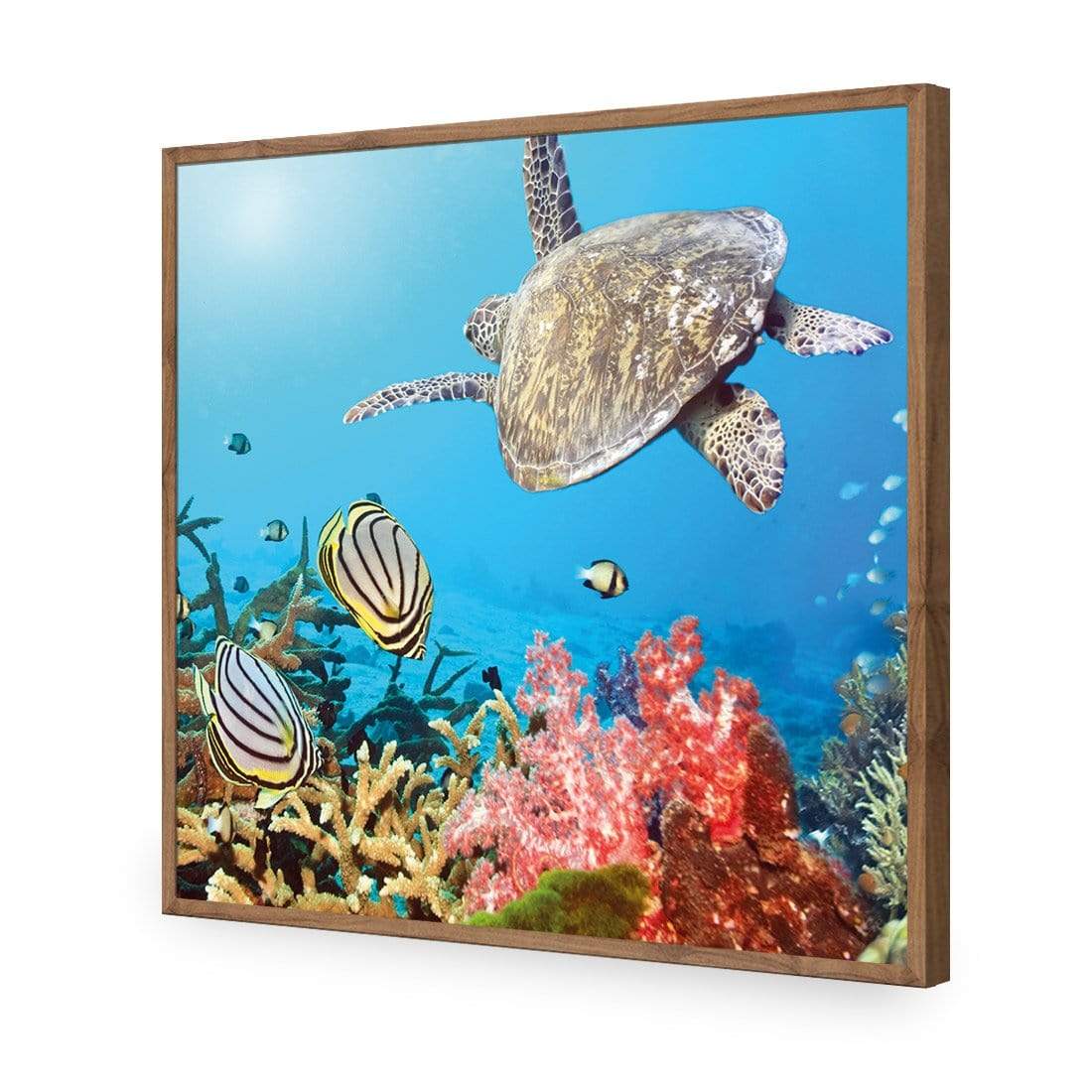 Coral Sea (square) - wallart-australia - Acrylic Glass No Border