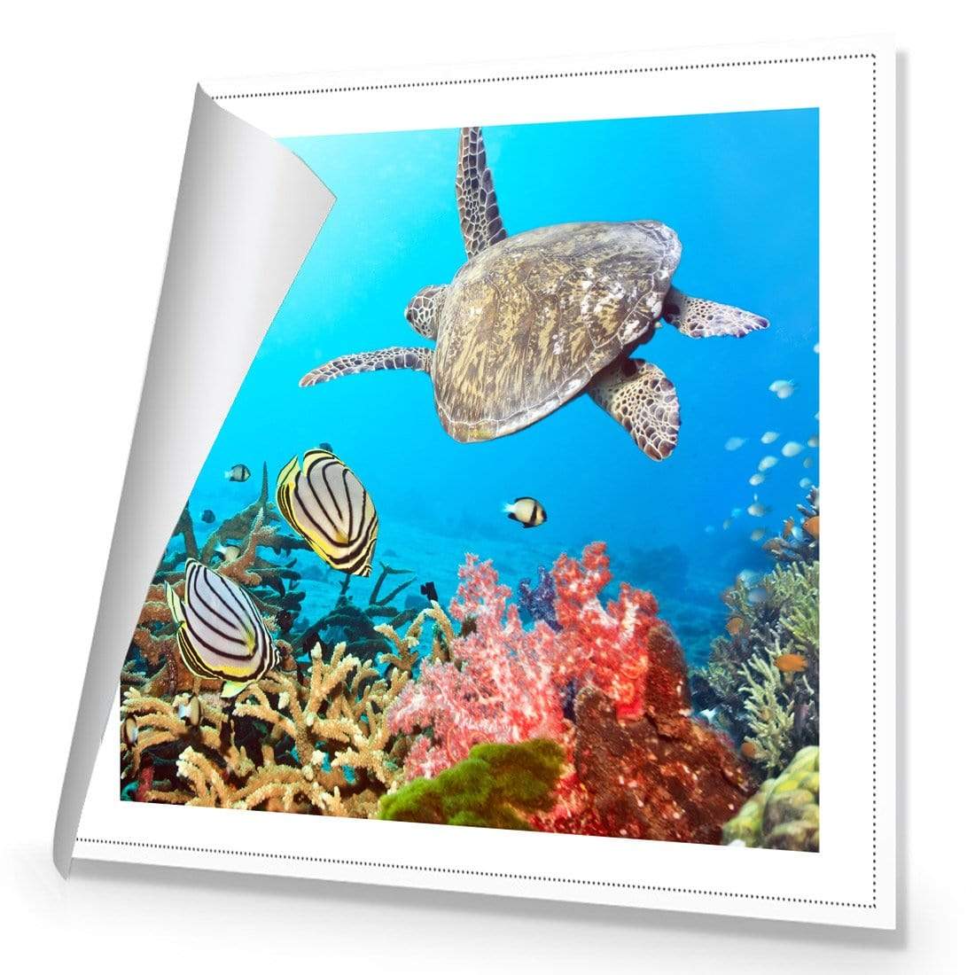 Coral Sea (square) - wallart-australia - Canvas