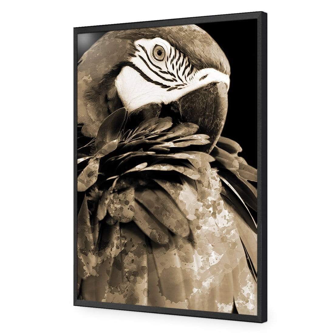 Coy Macaw, Sepia - wallart-australia - Acrylic Glass No Border