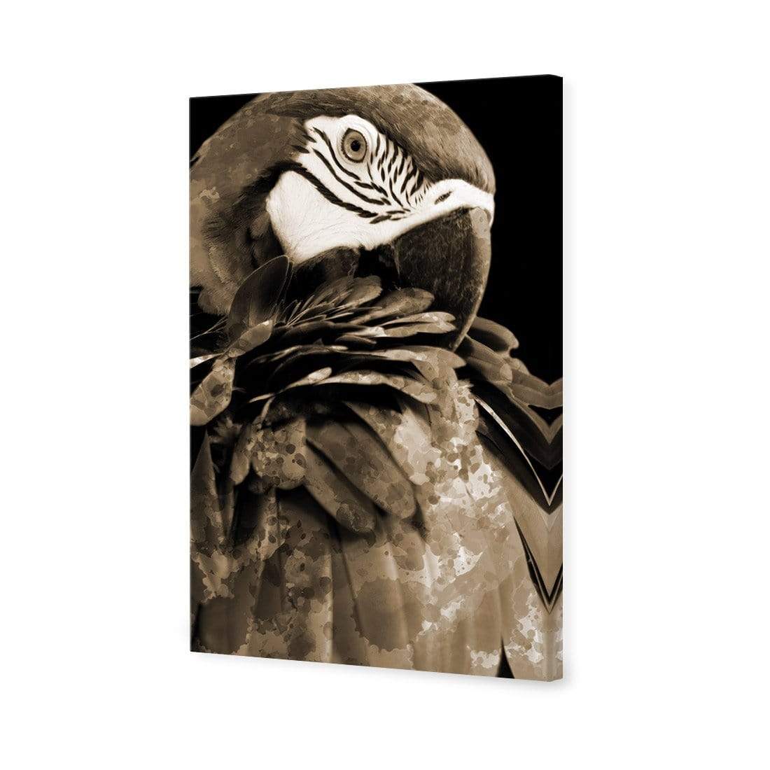 Coy Macaw, Sepia - wallart-australia - Canvas