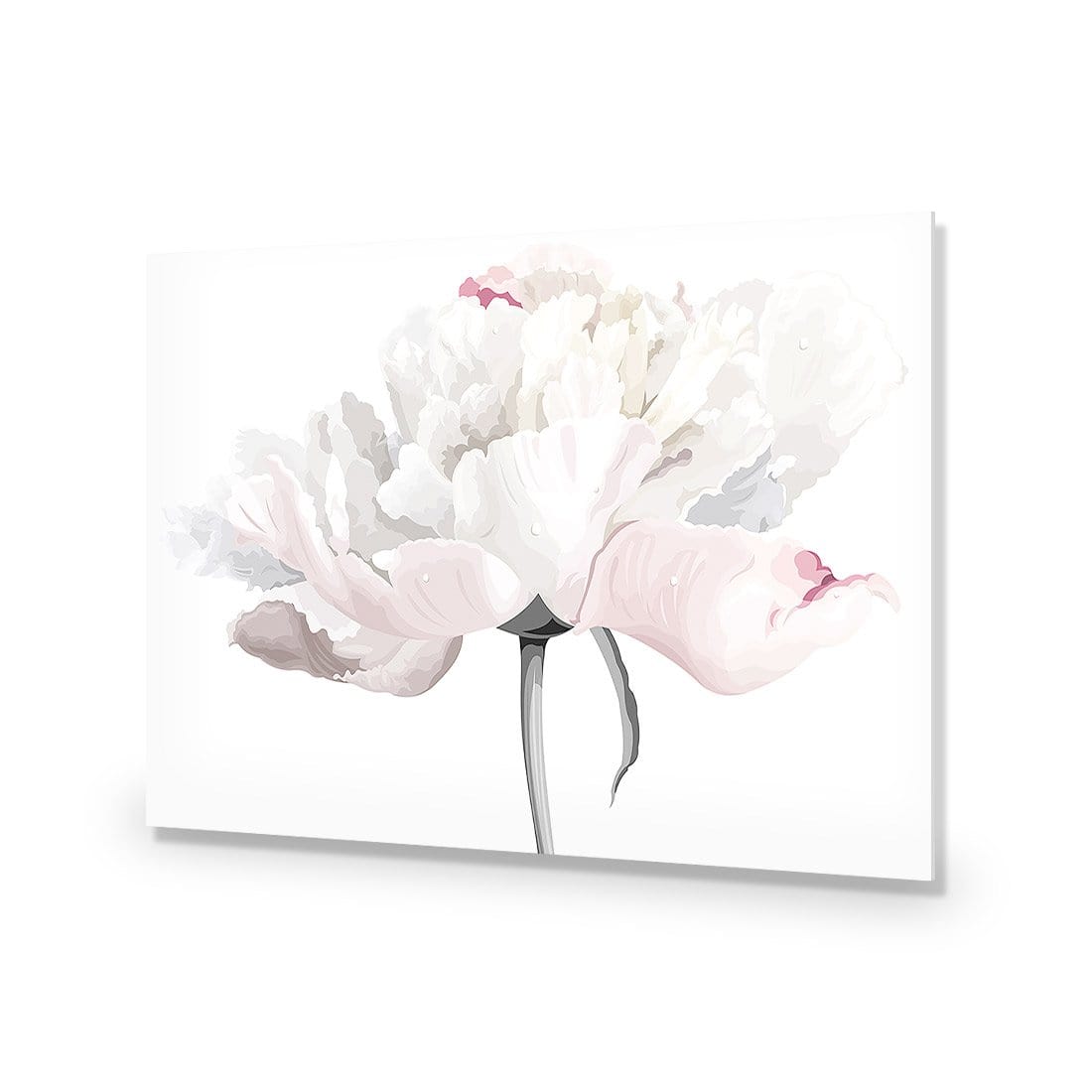 Delicate Bloom on White - wallart-australia - Acrylic Glass No Border