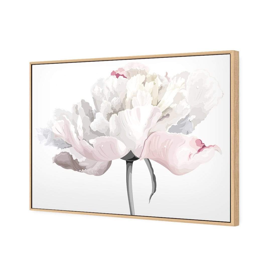 Delicate Bloom on White - wallart-australia - Canvas