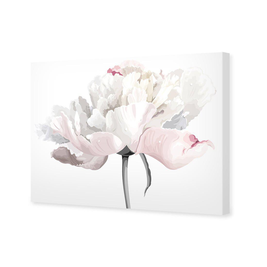 Delicate Bloom on White - wallart-australia - Canvas