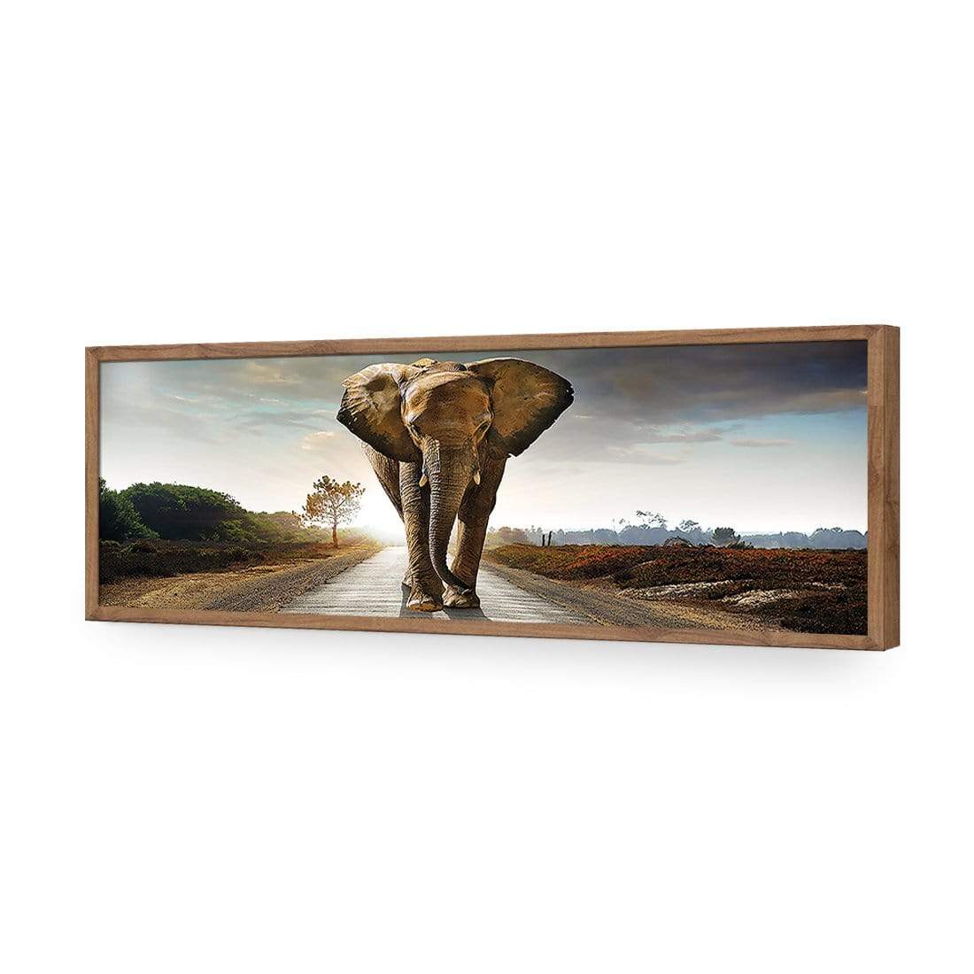 Determined Elephant - wallart-australia - Acrylic Glass No Border