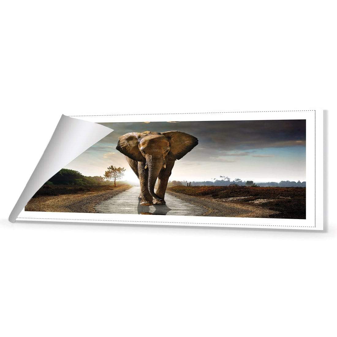 Determined Elephant - wallart-australia - Canvas
