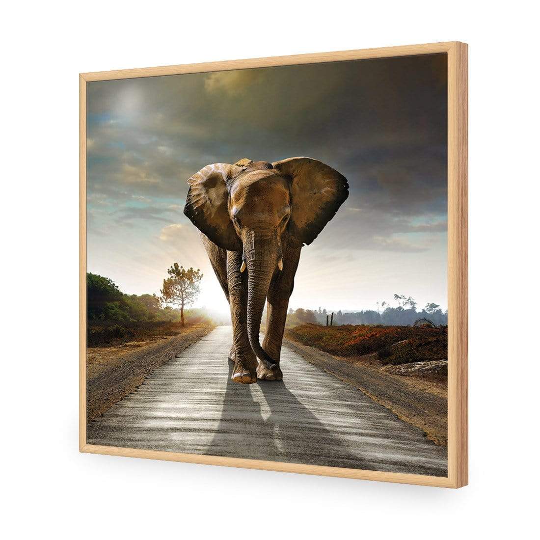 Determined Elephant (Square) - wallart-australia - Acrylic Glass No Border