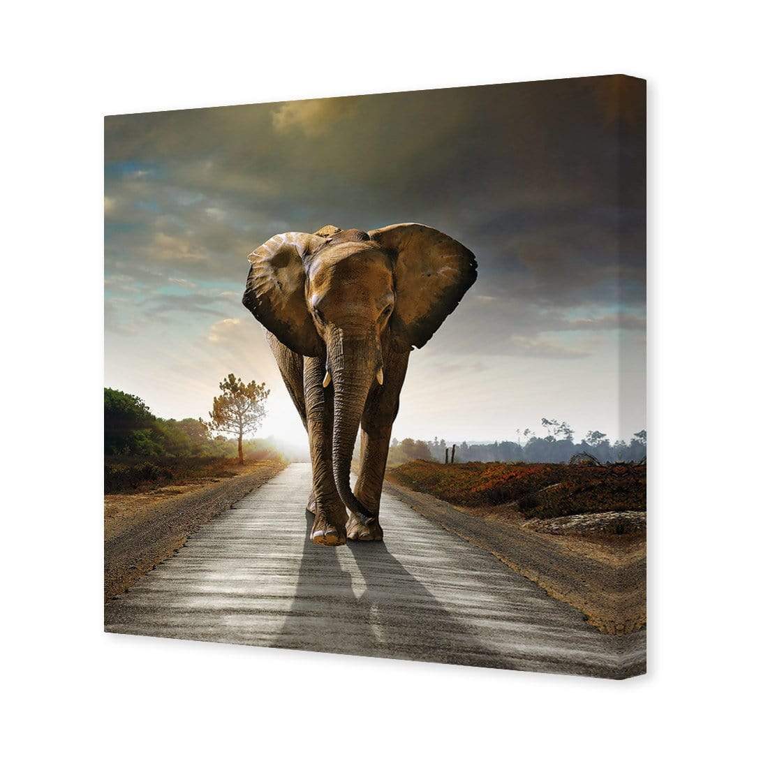 Determined Elephant (Square) - wallart-australia - Canvas