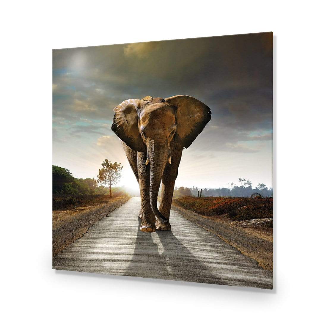 Determined Elephant (Square) - wallart-australia - Acrylic Glass No Border
