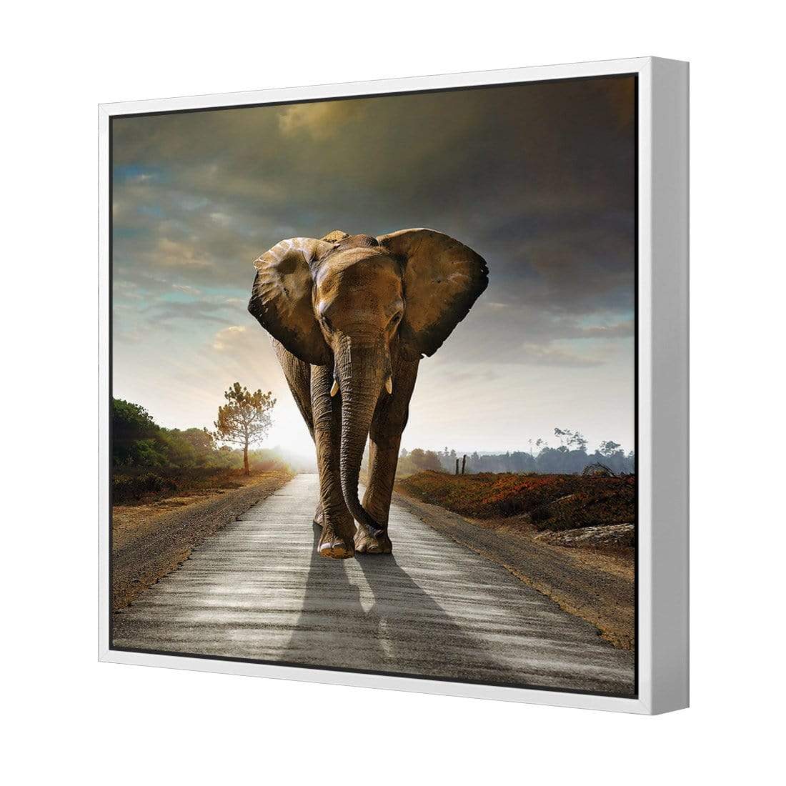 Determined Elephant (Square) - wallart-australia - Canvas
