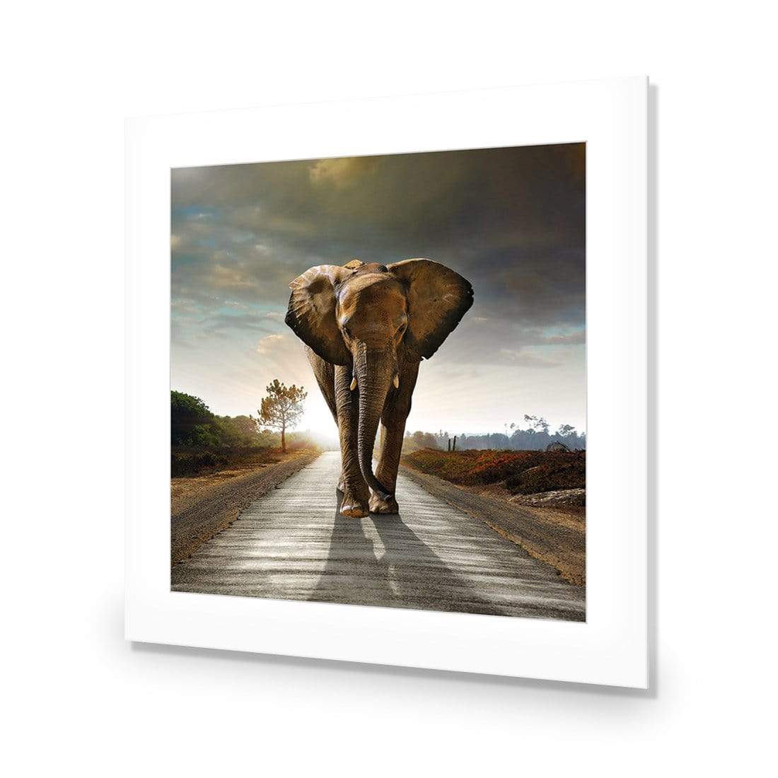 Determined Elephant (Square) - wallart-australia - Acrylic Glass With Border
