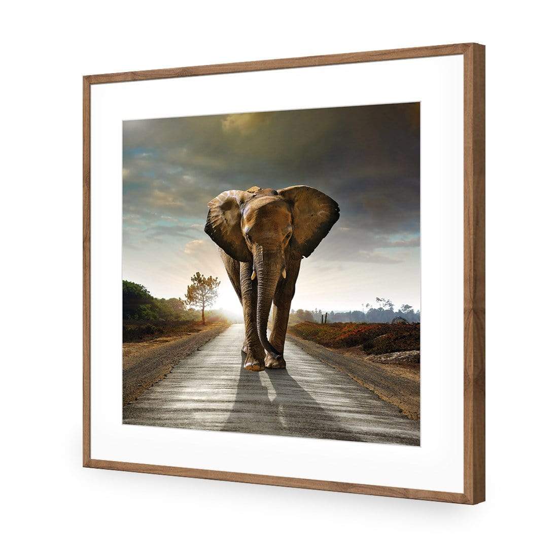 Determined Elephant (Square) - wallart-australia - Acrylic Glass With Border