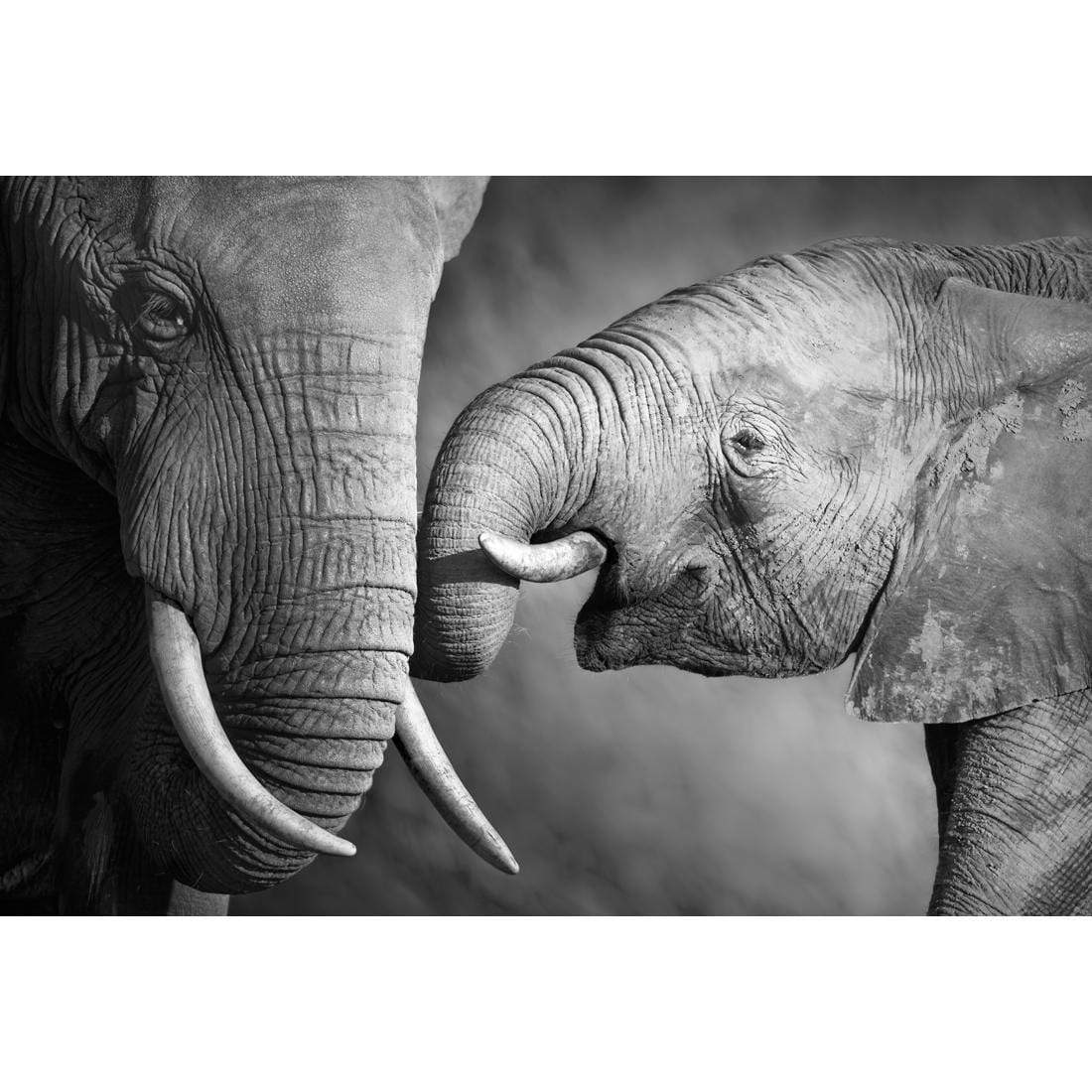 Elephant and Mum - wallart-australia - Canvas