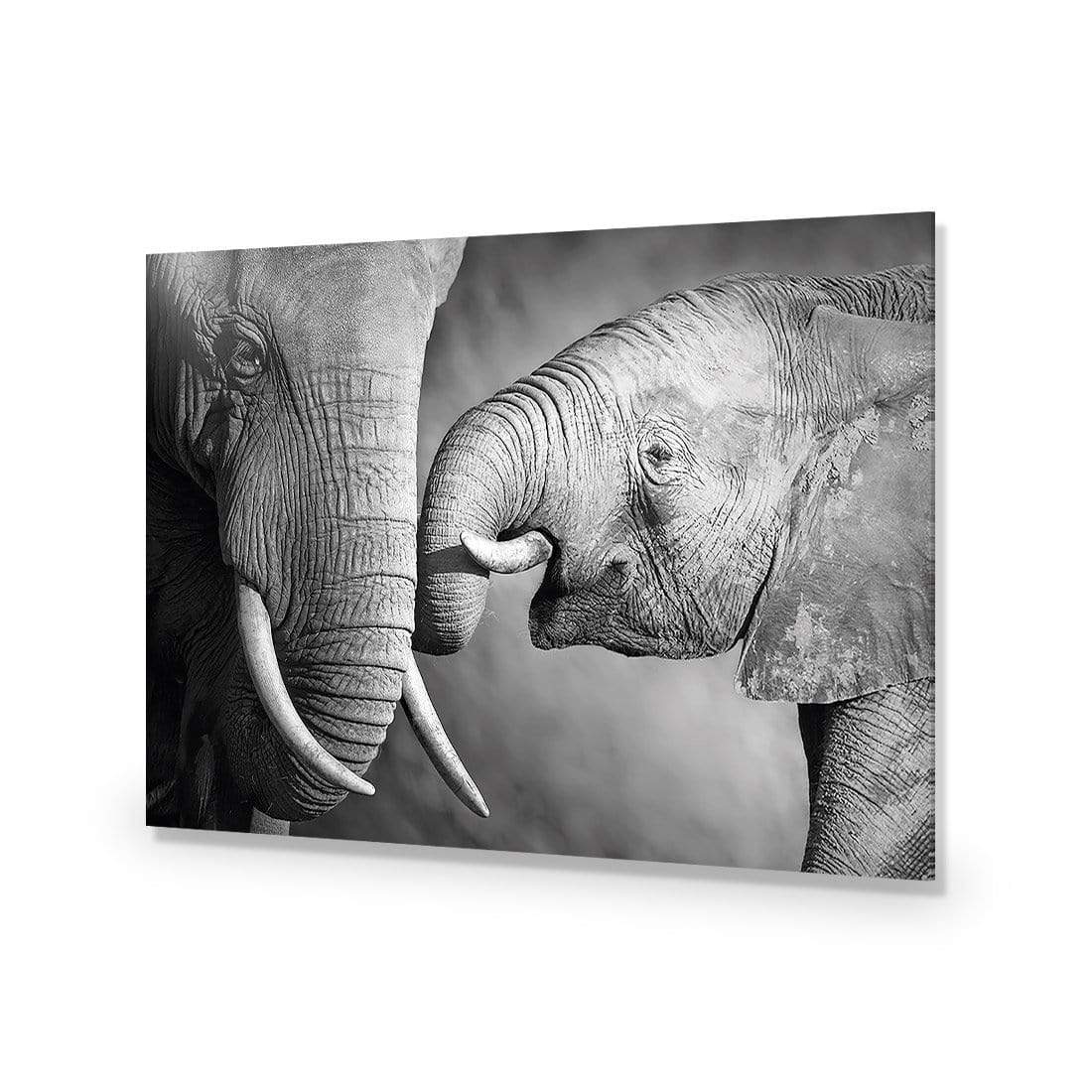 Elephant and Mum - wallart-australia - Acrylic Glass No Border