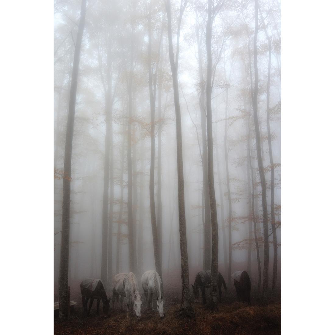 Fog By Francesco Martini - wallart-australia - Canvas