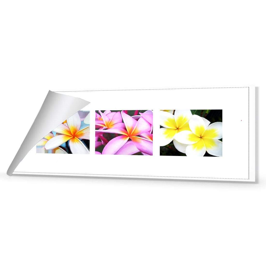 Frangipani Montage (3) - wallart-australia - Canvas