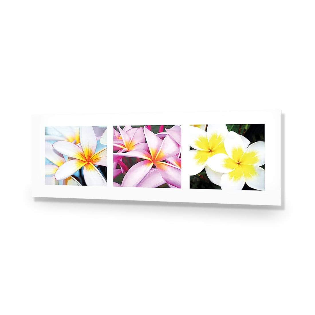 Frangipani Montage (3) - wallart-australia - Acrylic Glass No Border
