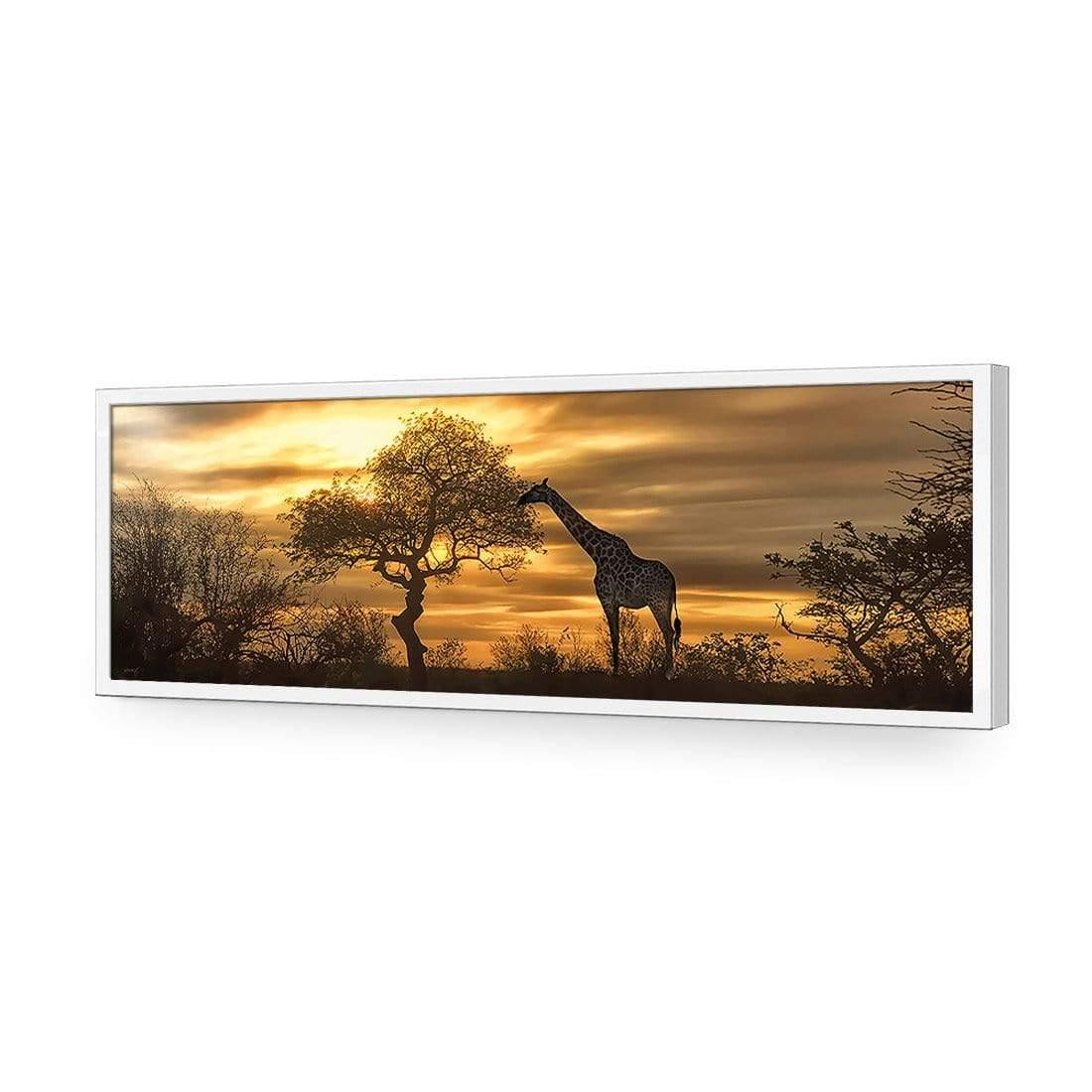 Giraffe at Sunset, Original (long) - wallart-australia - Acrylic Glass No Border