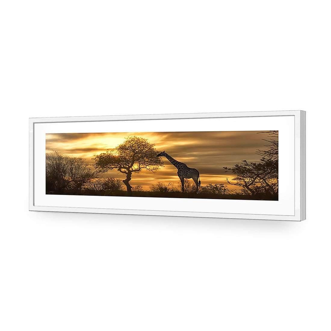 Giraffe at Sunset, Original (long) - wallart-australia - Acrylic Glass With Border