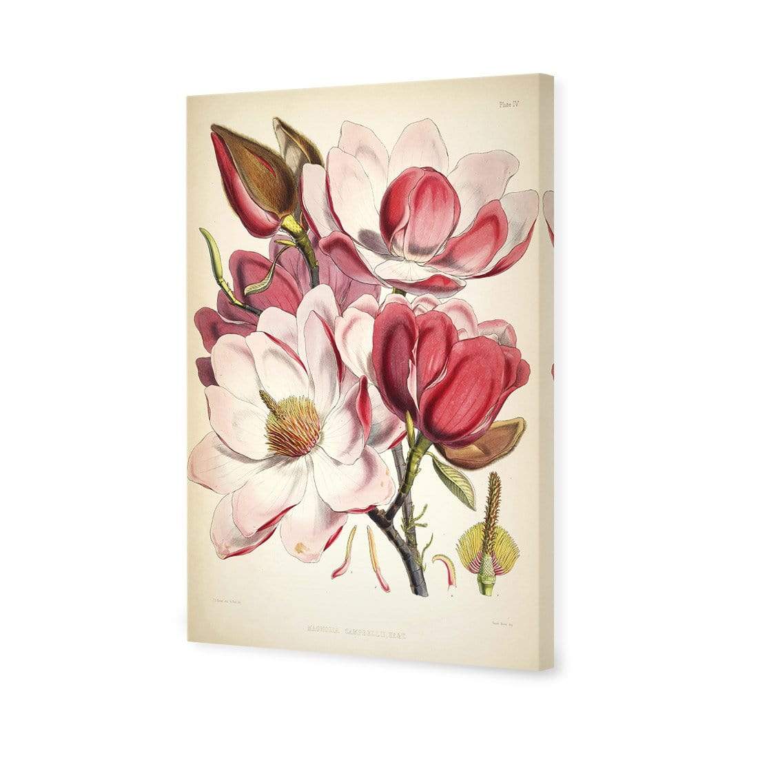 Gorgeous Magnolia Illustration - wallart-australia - Canvas