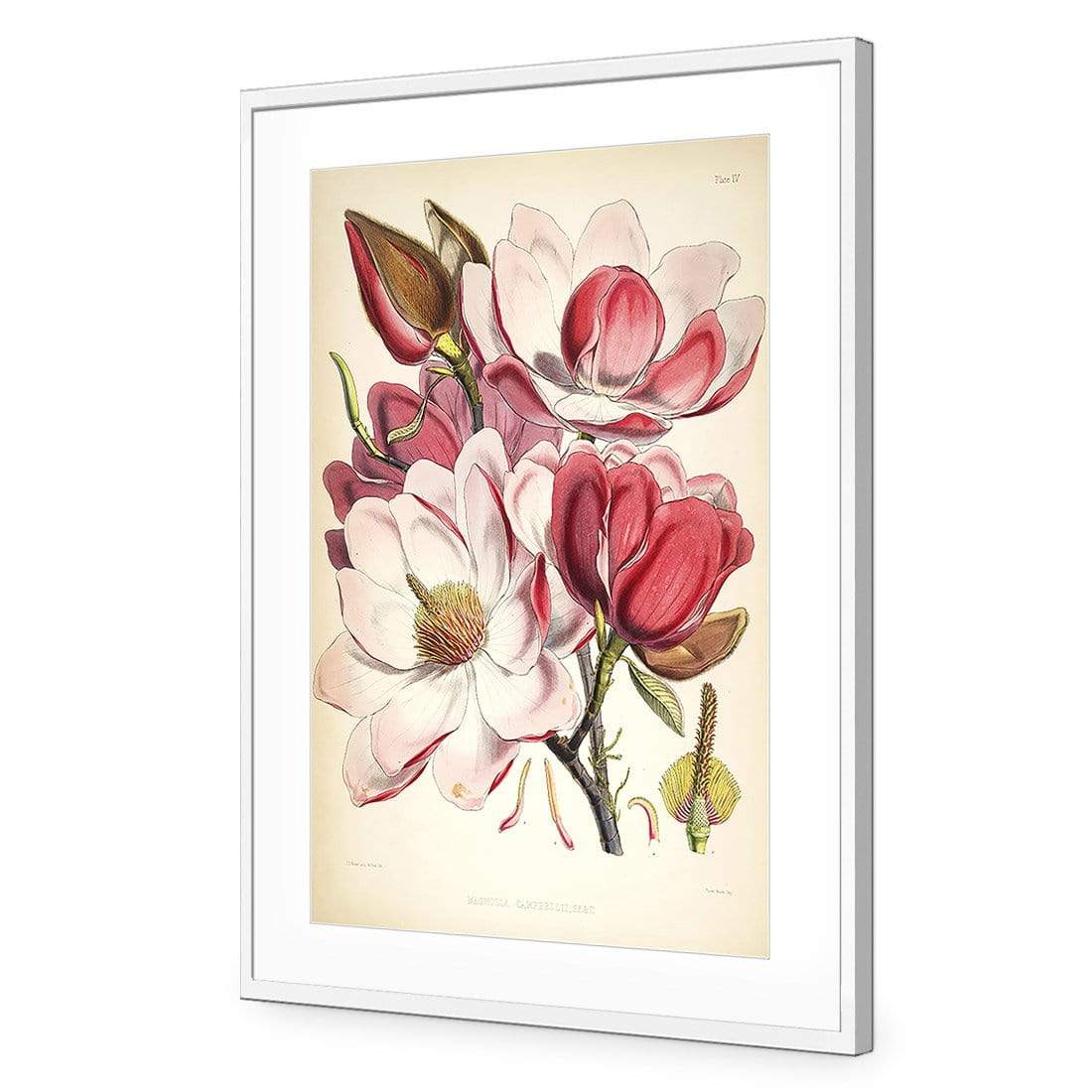 Gorgeous Magnolia Illustration - wallart-australia - Acrylic Glass With Border