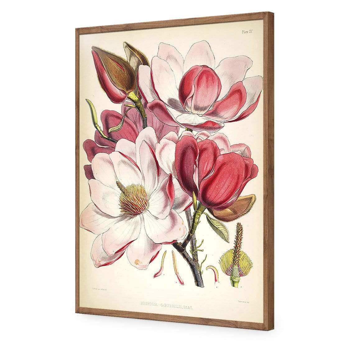 Gorgeous Magnolia Illustration - wallart-australia - Acrylic Glass No Border