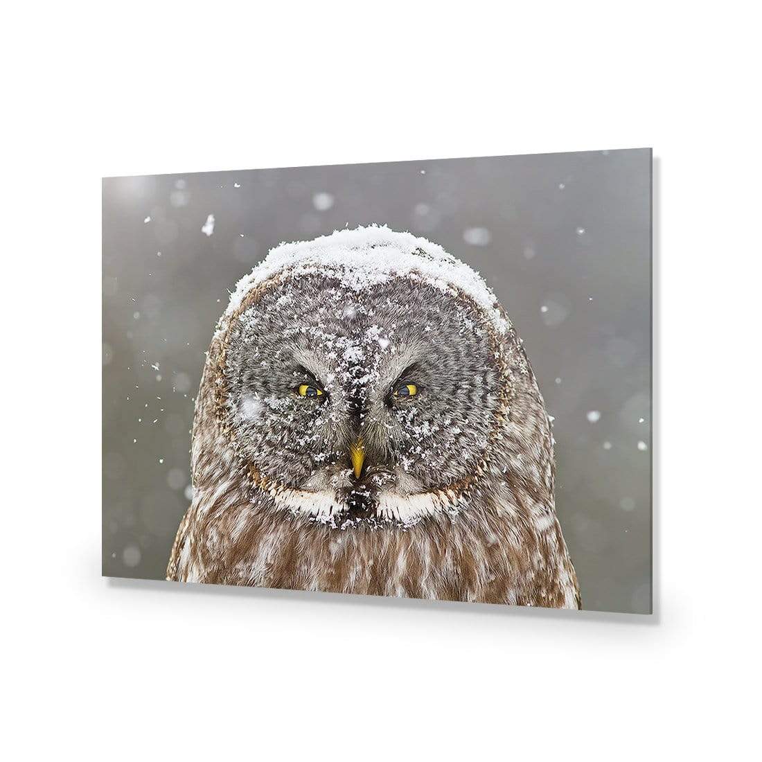 Great Grey Owl Winter Portrait By Mircea Costina - wallart-australia - Acrylic Glass No Border