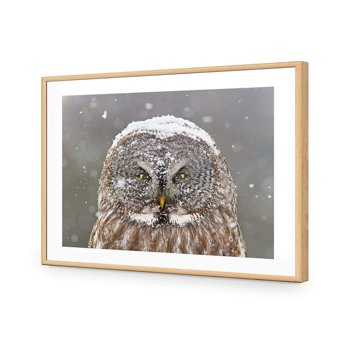Great Grey Owl Winter Portrait By Mircea Costina - wallart-australia - Acrylic Glass With Border